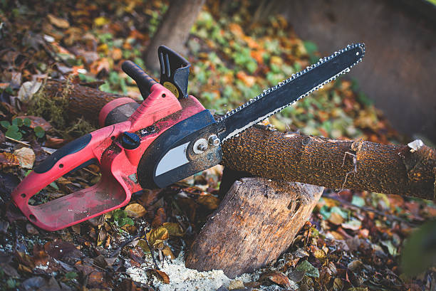 How Our Tree Care Process Works  in  Roosevelt, UT